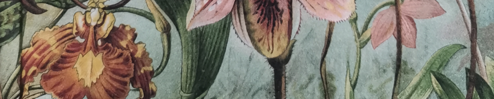 Gemälde verschiedener blühender Orchideen vor einem grünen Hintergrund aus Blättern. - Ausschnitt aus dem Buchcover. Das ganze Cover stellt einen riesigen urzeitlichen Urwald dar.
