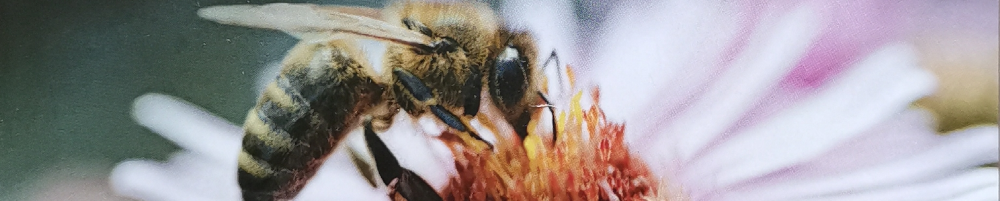 Großaufnahme einer Biene, die sich am Nektar einer Margerite gütlich tut. - Ausschnitt aus dem Buchcover.