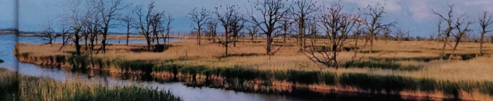 Wasser, Schilf, Bäume: Farbfotografie einer Moorlandschaft. - Ausschnitt aus dem Buchcover.